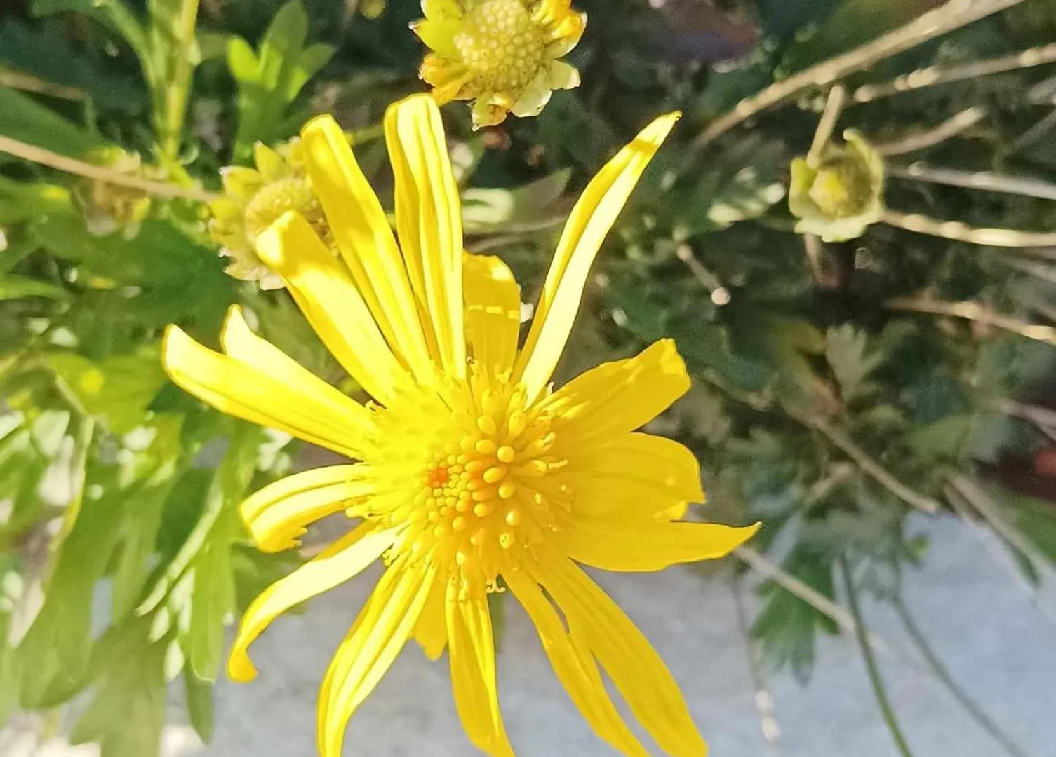 Kucica Bona Villa Otok Zizanj